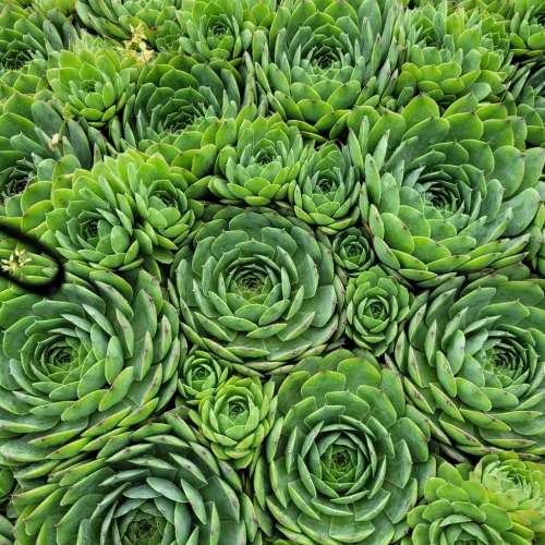 Rojnik 'BigSam Jumbo Green'