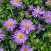Aster krzaczasty 'Alpha Light Purple'