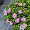 Aster krzaczasty 'Alpha Light Purple'