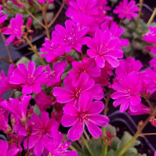 Lewizja zagłębiona 'Safira Violet'