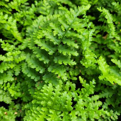 Nerecznica samcza 'Barnesi'