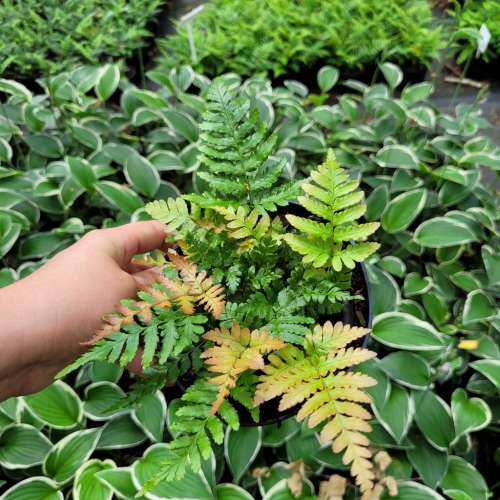 Nerecznica czerwonozawijkowa 'Compact'