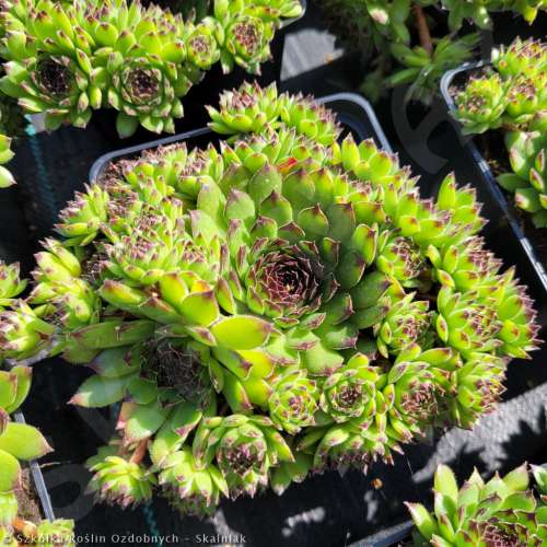 Rojnik ogrodowy 'Reinhard'