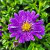 Aster krzaczasty 'Alpha Dark Purple Space'