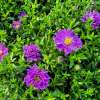 Aster krzaczasty 'Alpha Dark Purple Space'