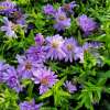 Aster krzaczasty 'Alpha Light Purple'