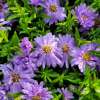 Aster krzaczasty 'Alpha Light Purple'