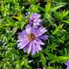 Aster krzaczasty 'Alpha Light Purple'