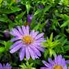 Aster krzaczasty 'Alpha Light Purple'
