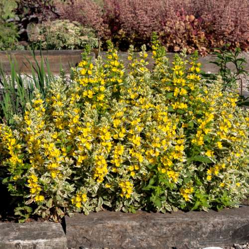 Tojeść kropkowana 'Alexander'