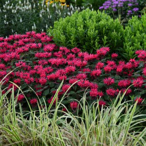 Pysznogłówka ogrodowa