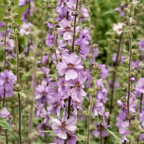 Ślazówka 'Lilac Lady'