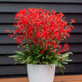 Lepnica wirginijska 'Burning Heart'