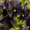 Fiołek rogaty 'Molly Sanderson'
