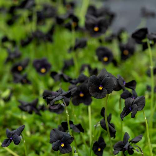 Fiołek rogaty 'Molly Sanderson'