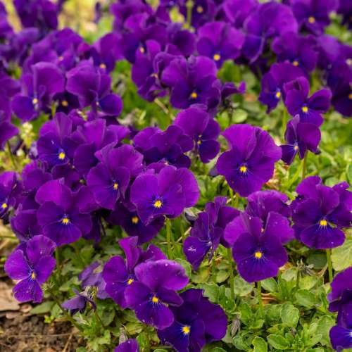 Fiołek rogaty 'Martin'