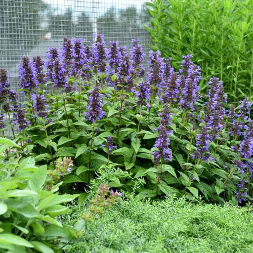 Kocimiętka 'Neptune'