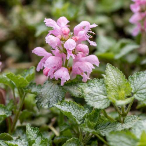 Jasnota plamista 'Pink Pewter'