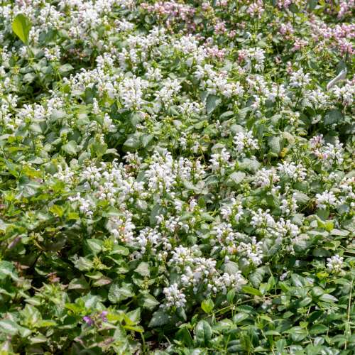 Jasnota plamista 'White Nancy'