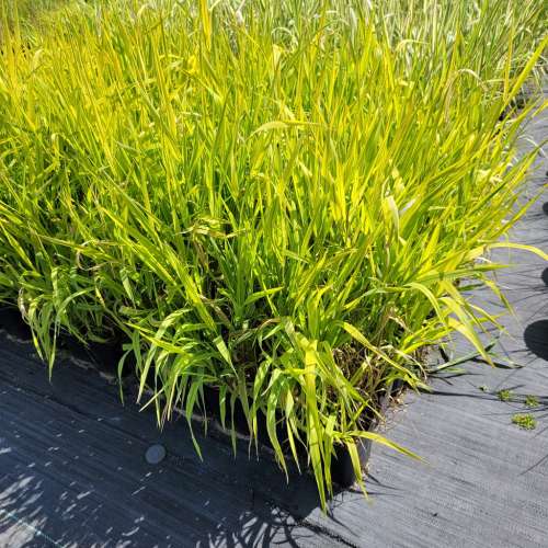 Mozga trzcinowata 'Arctic Sun'