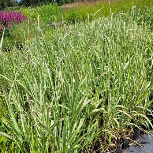 Mozga trzcinowata 'Feesey'