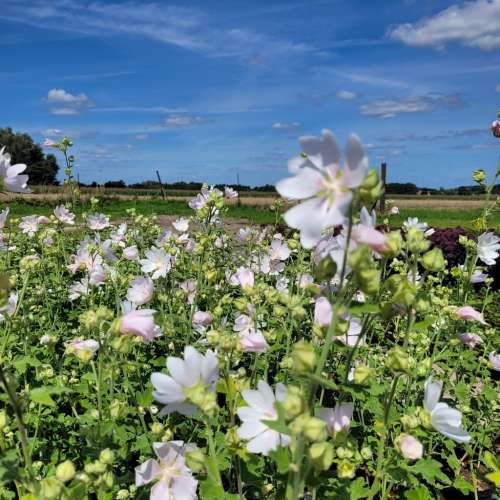 Ślazówka 'White Angel'