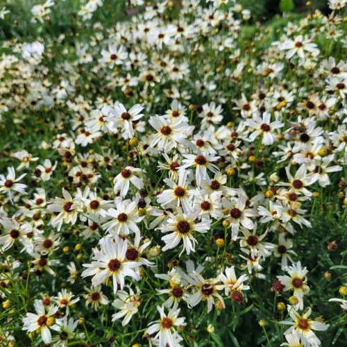 Nachyłek okółkowy 'Fool's Gold'