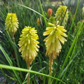Trytoma 'Poco Citron'