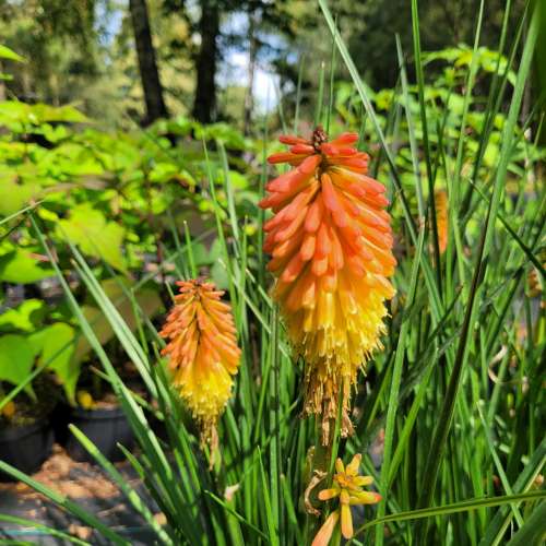 Trytoma 'Rocket Jr.'