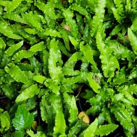 Języcznik zwyczajny 'Angustifolium'