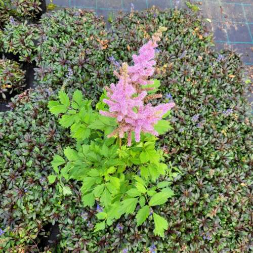 Tawułka chińska 'Pumila'