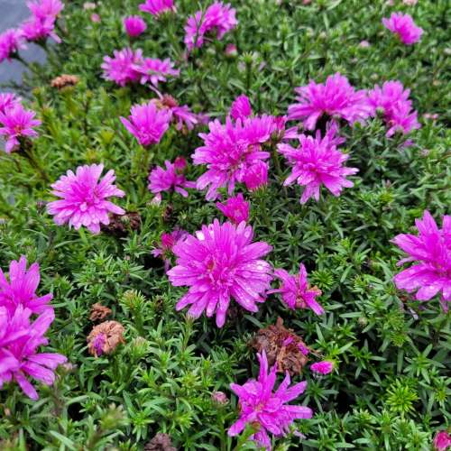 Aster krzaczasty 'Alpha Pink'