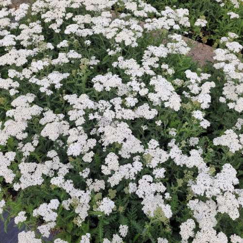 Krwawnik pospolity 'Schneetaler'