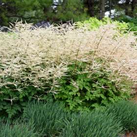 Parzydło mieszańcowe 'Chantilly Lace'