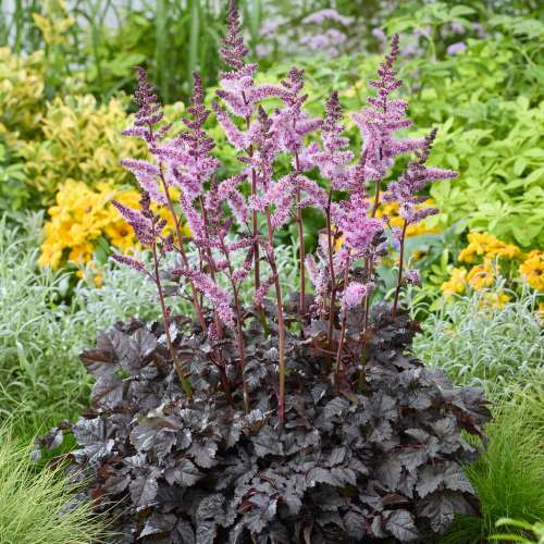 Tawułka 'Darkside of the Moon'