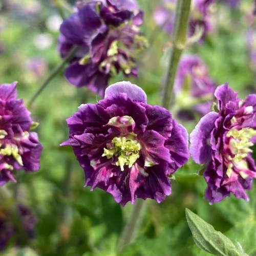 Bodziszek mieszańcowy 'Joseph Green'