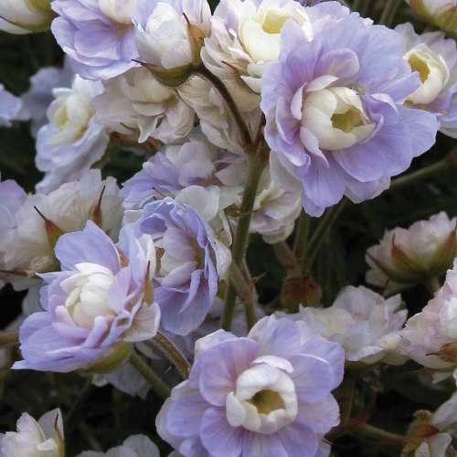 Bodziszek żałobny 'Summer Skies'