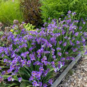 Miecznica wąskolistna 'Lucerne'