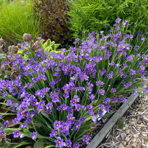 Miecznica wąskolistna 'Lucerne'