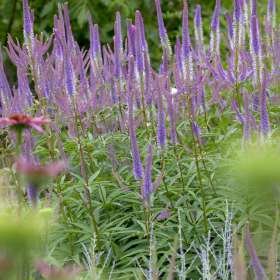 Przetacznikowiec wirginijski 'Fascination'