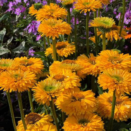 Jeżówka purpurowa 'Sunseekers Golden Sun'