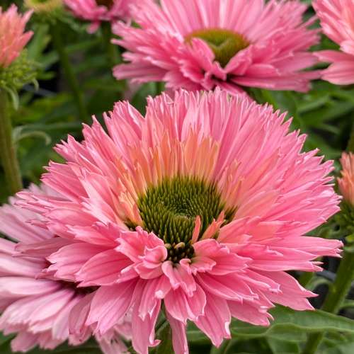 Jeżówka purpurowa 'Sunseekers Salomon'