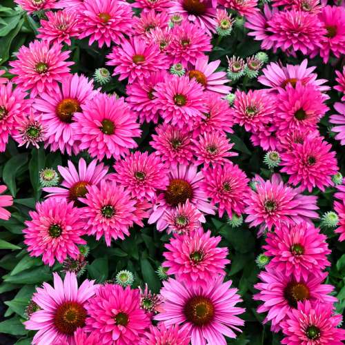 Jeżówka purpurowa 'Sunseekers Sweet Fuchsia'