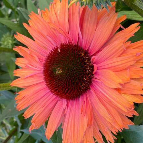 Jeżówka purpurowa 'Sunseekers Rainbow'