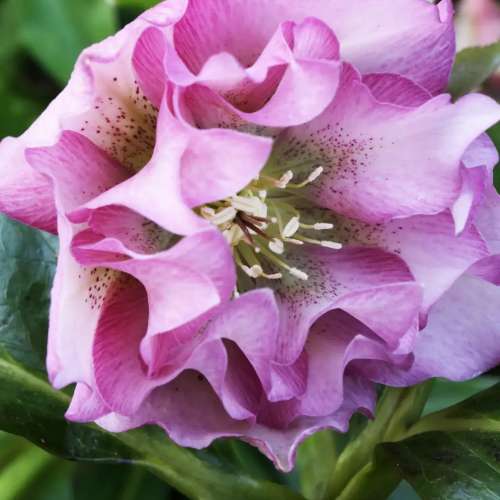 Ciemiernik 'HGC Spring Frilly Kitty'