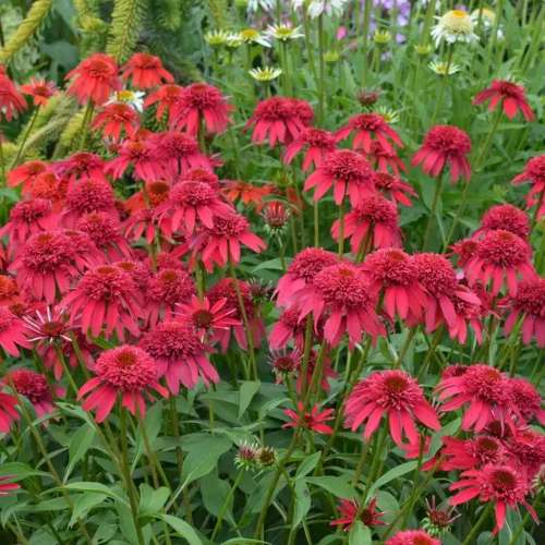 Jeżówka purpurowa 'Sombrero Double Cranberry'