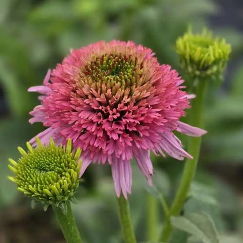 Jeżówka purpurowa 'Sombrero Double Pink'