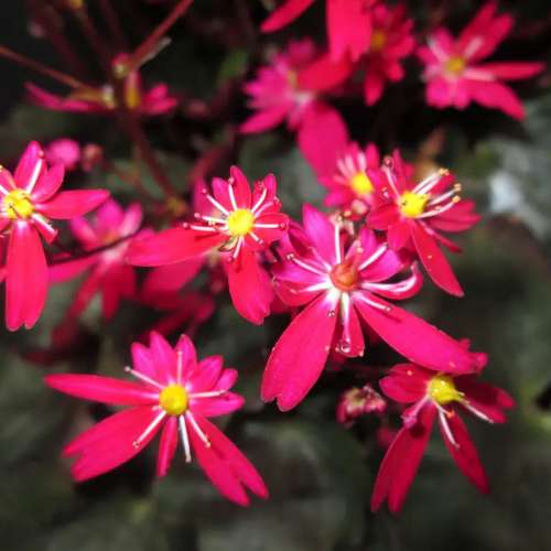 Skalnica zarzyczkolistna 'Tally'