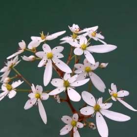 Skalnica zarzyczkolistna 'Thea'