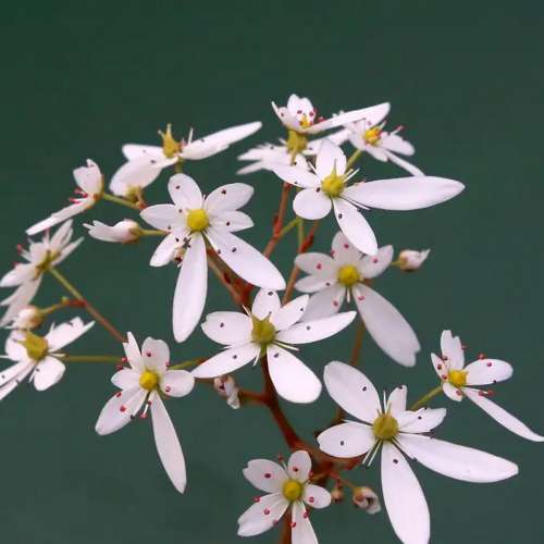 Skalnica zarzyczkolistna 'Thea'